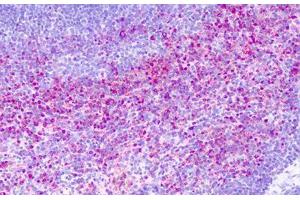 Anti-GPR137 antibody IHC staining of human spleen. (GPR137 抗体  (Cytoplasmic Domain))