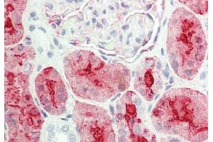 Rabbit Anti-ALDOB antibody  Formalin Fixed Paraffin Embedded Tissue: Human Kidney Primary antibody Concentration: 1:100 Secondary Antibody: Donkey anti-Rabbit-Cy3 Secondary Antibody Concentration: 1:200 Magnification: 20x Exposure Time: 0. (ALDOB 抗体  (N-Term))
