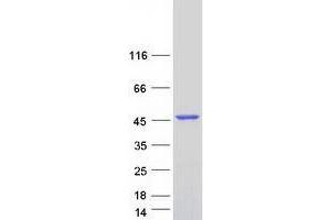 Validation with Western Blot (TTPAL Protein (Transcript Variant 2) (Myc-DYKDDDDK Tag))