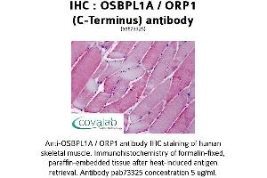 Image no. 2 for anti-Oxysterol Binding Protein-Like 1A (OSBPL1A) (C-Term) antibody (ABIN1737699) (OSBPL1A 抗体  (C-Term))