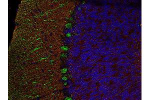 Indirect immunofluorescence labeling of PFA fixed, paraffin embedded mouse cerebellum section with anti-SNAP 25 (dilution 1 : 500; red) and mouse anti-calbindin (cat. (SNAP25 抗体  (AA 192-206))