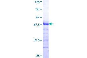 Stromal Antigen 1 Protein (STAG1) (AA 1112-1221) (GST tag)