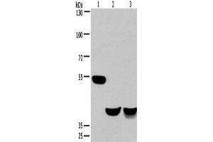 Western Blotting (WB) image for anti-Cdk5 and Abl Enzyme Substrate 1 (CABLES1) antibody (ABIN2423027)