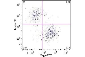 B lymphocytes (CD19 +) in a dot-plot Lambda PE vs. (Lambda-IgLC 抗体  (FITC))