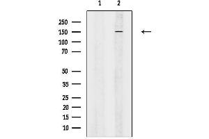 Western blot analysis of lysates from Mouse brain, using ATRN Antibody.