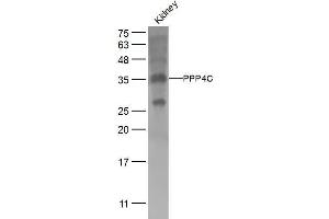 Mouse kidney lysates probed with PPP4C Polyclonal Antibody, Unconjugated  at 1:500 dilution and 4˚C overnight incubation. (PPP4C 抗体  (AA 265-307))