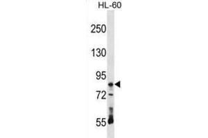 Western Blotting (WB) image for anti-Ribonucleoprotein, PTB-Binding 1 (RAVER1) antibody (ABIN2999014) (RAVER1 抗体)