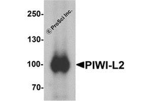 Western Blotting (WB) image for anti-Piwi-Like 2 (PIWIL2) (Middle Region) antibody (ABIN1031041) (PIWIL2 抗体  (Middle Region))