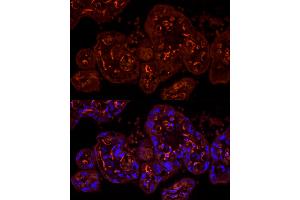 Immunofluorescence analysis of human placenta cells using CDH5 Rabbit pAb (ABIN6134029, ABIN6138297, ABIN6138298 and ABIN6216033) at dilution of 1:100 (40x lens). (Cadherin 5 抗体  (AA 650-750))