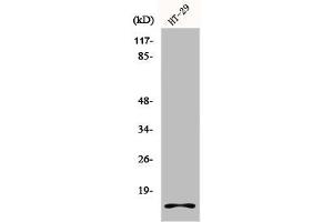 Western Blot analysis of HT29 cells using Histone H2A. (H2AFX 抗体  (C-Term))