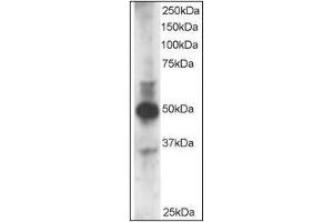 Staining (3µg/ml) of MOLT-4 lysate (RIPA buffer, 35µg total protein per lane). (GATA3 抗体  (N-Term))