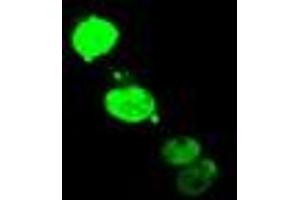 Anti-ELK3 mouse monoclonal antibody (ABIN2455046) immunofluorescent staining of COS7 cells transiently transfected by pCMV6-ENTRY ELK3 (RC203114). (ELK3 抗体)