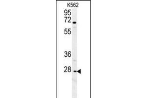 CXCR3 Antibody (Center) (ABIN654129 and ABIN2844003) western blot analysis in K562 cell line lysates (35 μg/lane). (CXCR3 抗体  (AA 140-167))