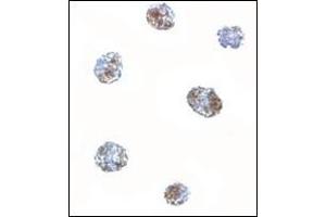 Immunocytochemistry of MATN3 in 3T3 cells with this product at 5 μg/ml. (Matrilin 3 抗体  (C-Term))
