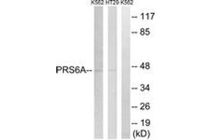 Western blot analysis of extracts from K562/HT-29 cells, using PRS6A Antibody. (PSMC3 抗体  (AA 271-320))