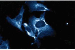 Immunofluorescence staining of human endothelial cells. (TRIM25 抗体  (AA 32-210))