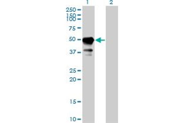 STAM antibody  (AA 1-403)