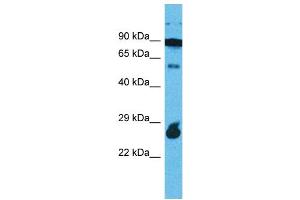 Western Blotting (WB) image for anti-Rap Guanine Nucleotide Exchange Factor (GEF)-Like 1 (RAPGEFL1) (C-Term) antibody (ABIN2791893) (RAPGEFL1 抗体  (C-Term))