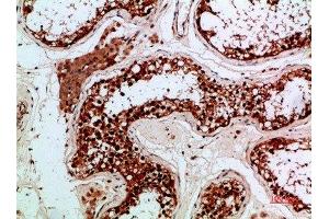 Immunohistochemical analysis of paraffin-embedded human-testis, antibody was diluted at 1:200 (Enkephalin 抗体  (AA 51-100))