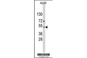 Western blot analysis of ACTB/ACTC Antibody in HL60 cell line lysates (35ug/lane). (Actin 抗体  (AA 189-218))