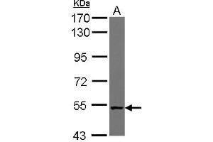 Image no. 2 for anti-NudC Domain Containing 1 (NUDCD1) (AA 332-583) antibody (ABIN1499850) (NUDCD1 抗体  (AA 332-583))