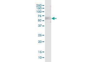 LRIT3 MaxPab polyclonal antibody. (LRIT3 抗体  (AA 1-552))