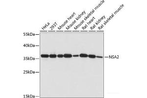 Western blot analysis of extracts of various cell lines using NSA2 Polyclonal Antibody at dilution of 1:1000. (NSA2 抗体)