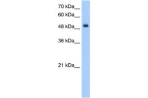 Western Blotting (WB) image for anti-delta/notch-Like EGF Repeat Containing (DNER) antibody (ABIN2463370) (DNER 抗体)
