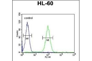 LNPEP Antibody (N-Term) (ABIN654230 and ABIN2844064) flow cytometric analysis of HL-60 cells (right histogram) compared to a negative control (left histogram). (LNPEP 抗体  (N-Term))