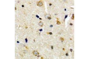 Immunohistochemical analysis of CEP135 staining in human brain formalin fixed paraffin embedded tissue section. (CEP135 抗体  (C-Term))