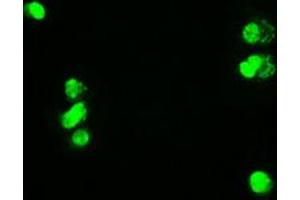 Image no. 6 for anti-Myc Proto-Oncogene protein (MYC) antibody (ABIN1497013) (c-MYC 抗体)
