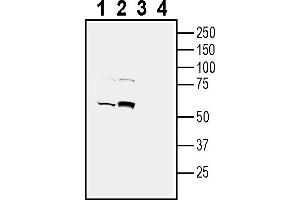 Western blot analysis of human SH-SY5Y neuroblastoma cell line lysate:1.