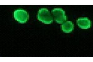 Immunofluorescence (IF) image for anti-Histone H2B antibody (ABIN1107547) (Histone H2B 抗体)