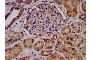 IHC image of ABIN7157980 diluted at 1:300 and staining in paraffin-embedded human kidney tissue performed on a Leica BondTM system. (LEMD2 抗体  (AA 17-204))