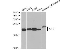 Western blot analysis of extracts of various cell lines, using APRT antibody. (APRT 抗体  (AA 1-180))
