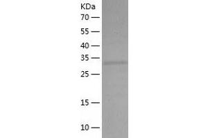 Western Blotting (WB) image for Mortality Factor 4 Like 1 (MORF4L1) (AA 1-323) protein (His tag) (ABIN7289234) (MORF4L1 Protein (AA 1-323) (His tag))