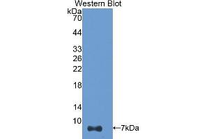 Western Blotting (WB) image for anti-Thymosin beta-4 (TMSB4X) (AA 1-44) antibody (ABIN1174829)