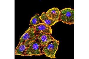 Immunofluorescence analysis of Hela cells using KRT6A mouse mAb (green). (KRT6A 抗体  (AA 253-352))