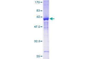 ZNF277 Protein (AA 1-278) (GST tag)