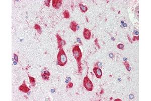 Anti-RPS12 / S12 antibody IHC staining of human brain, cortex. (RPS12 抗体  (AA 15-44))