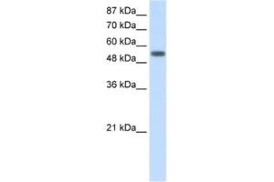 Western Blotting (WB) image for anti-Tyrosyl-tRNA Synthetase (Yars) antibody (ABIN2462148) (YARS 抗体)