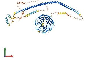 Protein Structure (PS) image for Sperm Associated Antigen 16 (SPAG16) (AA 1-631) protein (His tag) (ABIN7546343)
