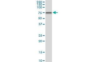 DDX59 MaxPab polyclonal antibody. (DDX59 抗体  (AA 1-619))