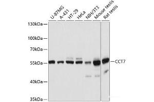 Western blot analysis of extracts of various cell lines using CCT7 Polyclonal Antibody at dilution of 1:3000. (CCT7 抗体)