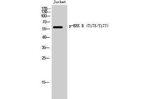 Western Blotting (WB) image for anti-Mitogen-Activated Protein Kinase 15 (MAPK15) (pThr175), (pTyr177) antibody (ABIN3173040) (MAPK15 抗体  (pThr175, pTyr177))