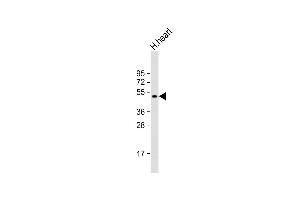 Anti-PDK4 Antibody (C-term) at 1:2000 dilution + human heart lysate Lysates/proteins at 20 μg per lane. (PDK4 抗体  (C-Term))