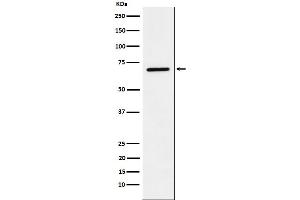 Western blot analysis of LTA4H expression in A549 cell lysate.