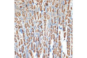 Immunohistochemistry of paraffin-embedded mouse stomach using B Rabbit mAb (ABIN7265767) at dilution of 1:100 (40x lens).