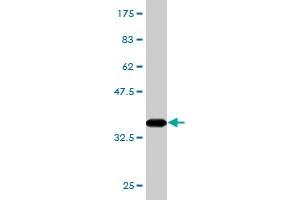 Western Blot detection against Immunogen (35. (SUB1 抗体  (AA 32-124))