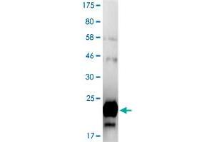 Western Blotting (WB) image for Tumor Necrosis Factor (Ligand) Superfamily, Member 12 (TNFSF12) (AA 106-249) protein (His-DYKDDDDK-Strep II Tag) (ABIN4369884) (TWEAK Protein (AA 106-249) (His-DYKDDDDK-Strep II Tag))